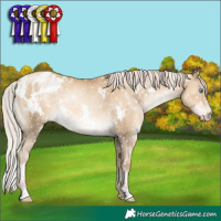 Horse Color:Gray White Spotted Silver Sable Cream Champagne Pearl Appaloosa Rabicano 