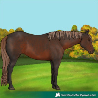 Horse Color:Liver Chestnut