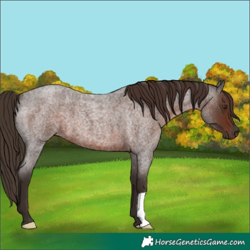 Horse Color:Liver Red Roan 