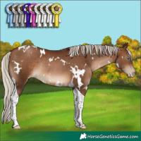 Horse Color:Gray White Spotted Silver Brown Pearl Tobiano Rabicano 