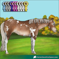 Horse Color:Gray White Spotted Silver Brown Pearl Tobiano Rabicano 