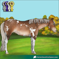 Horse Color:Gray White Spotted Silver Brown Pearl Tobiano Rabicano 