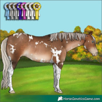 Horse Color:Gray White Spotted Silver Brown Pearl Tobiano Rabicano 