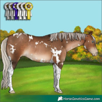 Horse Color:Gray White Spotted Silver Brown Pearl Tobiano Rabicano