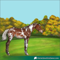 Horse Color:White Spotted Silver Brown