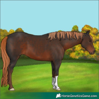 Horse Color:Liver Chestnut 
