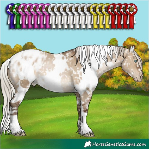 Horse Color:Gray White Spotted Silver Brown Pearl Dun Appaloosa 