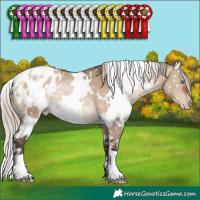 Horse Color:Gray White Spotted Silver Brown Pearl Dun Appaloosa 