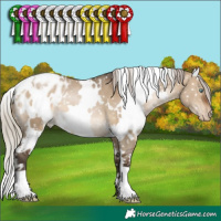 Horse Color:Gray White Spotted Silver Brown Pearl Dun Appaloosa