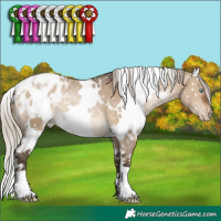 Horse Color:Gray White Spotted Silver Brown Pearl Dun Appaloosa 
