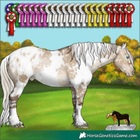 Horse Color:Gray White Spotted Silver Brown Pearl Dun Appaloosa