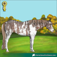 Horse Color:Liver Chestnut Sabino