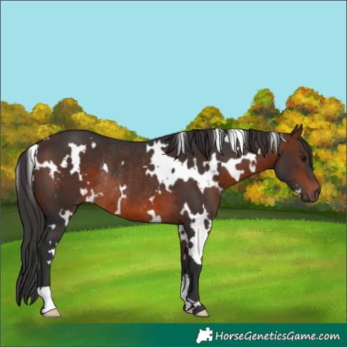 Horse Color:White Spotted Brown Rabicano 