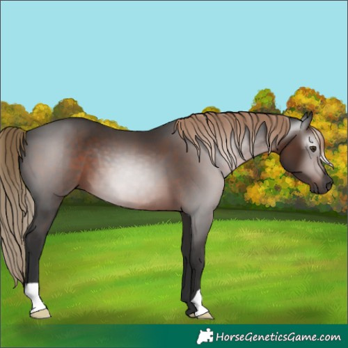 Horse Color:Gray Liver Chestnut