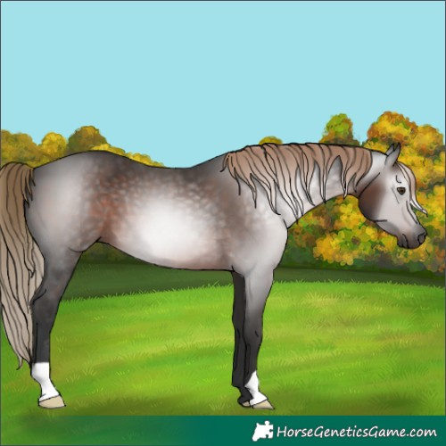 Horse Color:Gray Liver Chestnut 