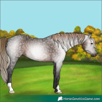 Horse Color:Gray Liver Chestnut