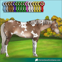 Horse Color:Gray White Spotted Silver Brown Pearl Tobiano Rabicano 