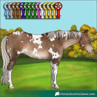 Horse Color:Gray White Spotted Silver Brown Pearl Tobiano Rabicano