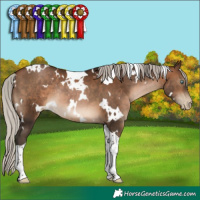 Horse Color:Gray White Spotted Silver Brown Pearl Tobiano Rabicano