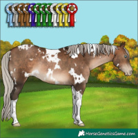 Horse Color:Gray White Spotted Silver Brown Pearl Tobiano Rabicano