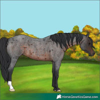Horse Color:Brown Roan