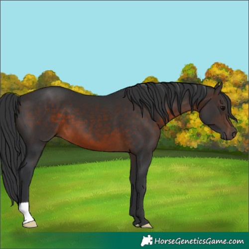 Horse Color:Brown 