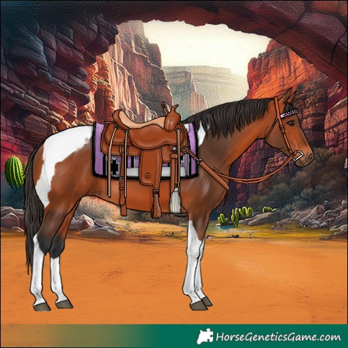 Horse Color:Bay Tobiano 