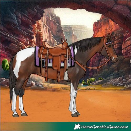 Horse Color:Bay Tobiano 