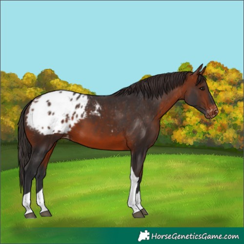 Horse Color:Bay Tobiano Blanket 