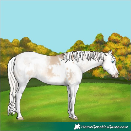 Horse Color:White Spotted Silver Bay Dun Splash 