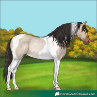 Horse Color:Bay Dun Tobiano Rabicano 