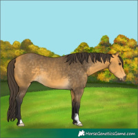 Horse Color:Buckskin 