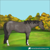 Horse Color:Smoky Grullo