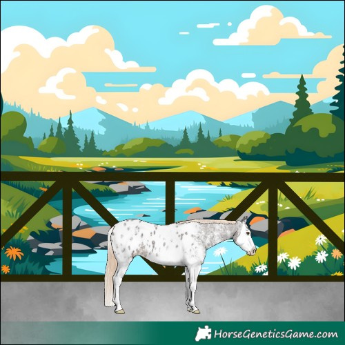 Horse Color:Liver Chestnut Ice Sabino Splash Appaloosa
