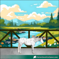 Horse Color:Liver Chestnut Ice Sabino Splash Appaloosa