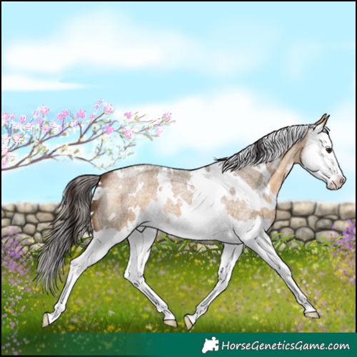Horse Color:White Spotted Buckskin Roan Dun Splash 
