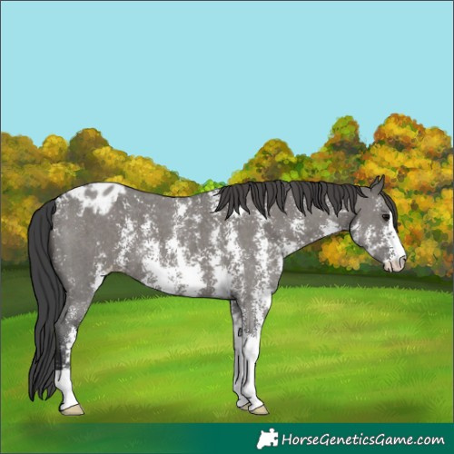 Horse Color:Grullo Sabino Appaloosa 
