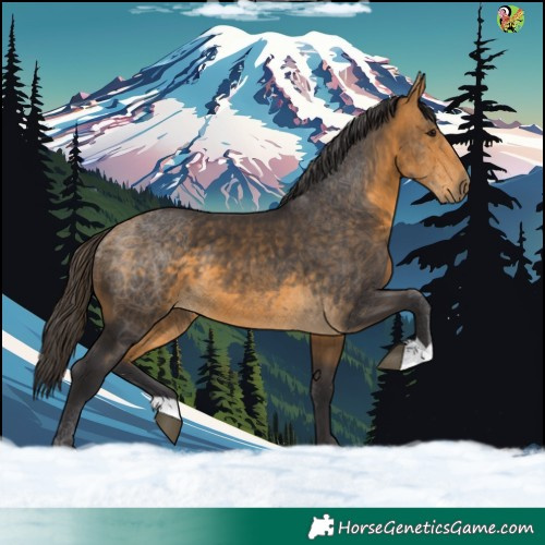 Horse Color:Buckskin 