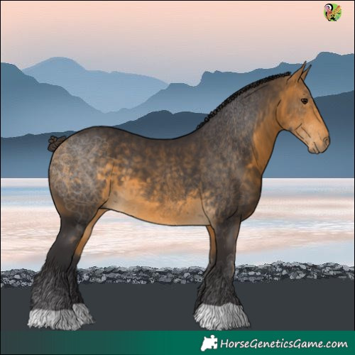 Horse Color:Buckskin 