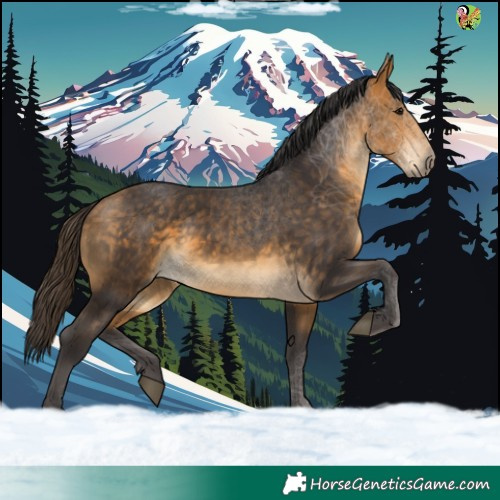 Horse Color:Buckskin 