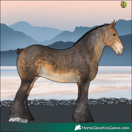Horse Color:Buckskin 