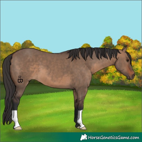 Horse Color:Brown Dun 