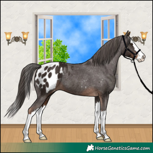 Horse Color:Liver Chestnut Splash Appaloosa