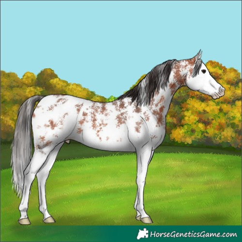 Horse Color:Bay Sabino Splash Appaloosa 