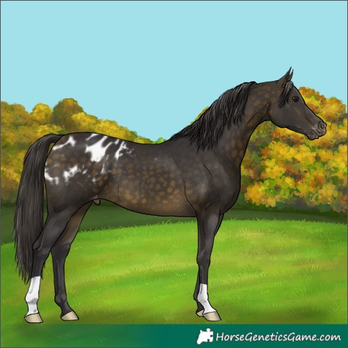 Horse Color:Buckskin Appaloosa 
