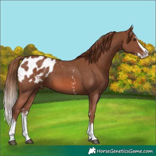 Horse Color:Chestnut Sabino Splash Appaloosa 