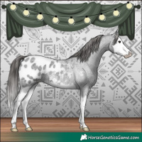 Horse Color:Blue Roan Splash Appaloosa 