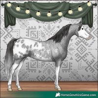 Horse Color:Blue Roan Splash Appaloosa 