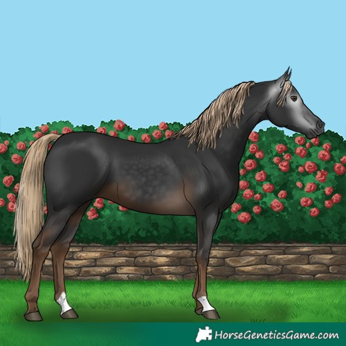 Horse Color:Gray Chocolate Palomino 