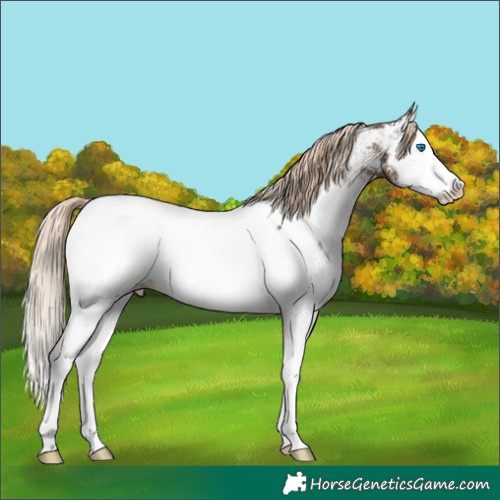 Horse Color:Chocolate Palomino Sabino Splash Appaloosa 